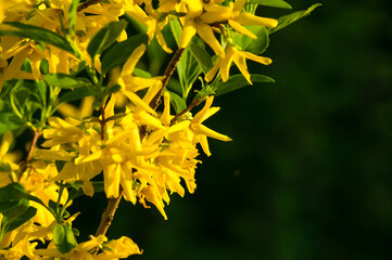 A large bush of bright yellow flowers of the Forsythia plant, Easter tree, in the park on a sunny day in early spring, a beautiful floral background, close up.