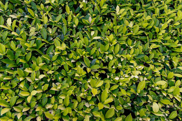 Abstract background of green boxwood (Buxus sempervirens). Greenery pattern of leaves. Background of green leaves, The concept of nature. Copy space, Selective focus.