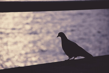pigeon profile with sea on the bottom