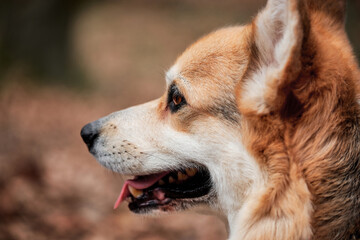 English Shepherd dog breed is smallest in world. Close up portrait of charming Pembroke Welsh corgi. Walk with dog in nature in fresh air in forest.