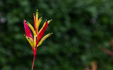 Obraz premium Yellow Heliconia flowers (Lobster-claws) or parrot's beak is a genus of tropical plants and Blurred green leaf background. Copy space, Selective focus.