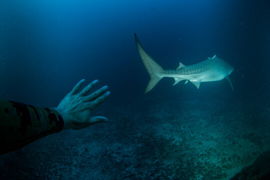 A diver stretch out hand to a tiger shark without dorsal fin