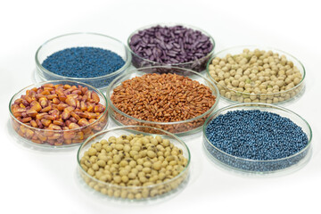 Colorful pesticide-treated rapeseed, sunflower, wheat, pea, soy, and corn seeds in a petri dish in the lab