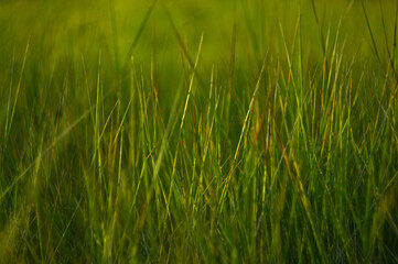 Wild plants and flowers close-up, early spring on a warm sunny day, bright beautiful background