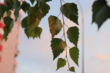 autumn leaves background