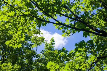 Spring landscape - bright green trees with young foliage on a bright warm sunny day in early spring.