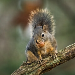 Naklejka na ściany i meble Wild squirrel with a nut in mouth posing on a branch with its tail raised in the background