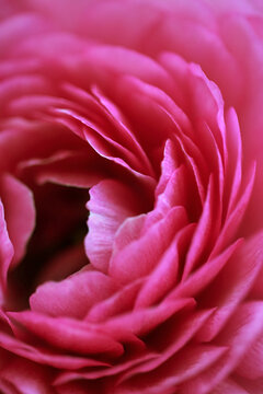 Close Up Of A Vibrant Pink Ranunculus Flower