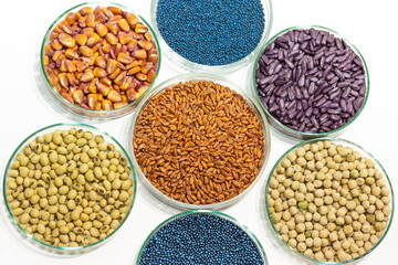 Colorful pesticide-treated rapeseed, sunflower, wheat, pea, soy, and corn seeds in a petri dish in the lab