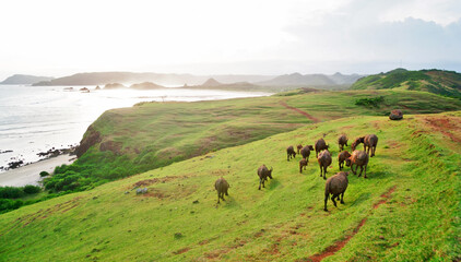 Fototapeta na wymiar Buffalo in Merese Hill, Lombok Island, Indonesia. Beautiful hill with green grass at sunset time 