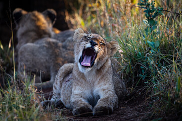 Naklejka premium Tired Lion Cub