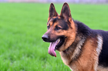 a nice and strong shepherd dog 