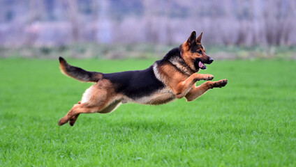 a nice and strong shepherd dog 