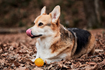 Charming little English Shepherd with protruding ears. Pembroke tricolor Welsh corgi lies in woods in yellow dry autumn leaves next to rubber dog ball.
