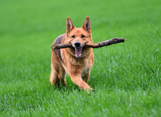 a nice german shepherd  in a green field