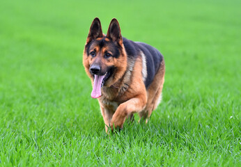 a nice german shepherd  in a green field
