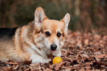 Charming little English Shepherd with protruding ears. Pembroke tricolor Welsh corgi lies in woods in yellow dry autumn leaves next to rubber dog ball.
