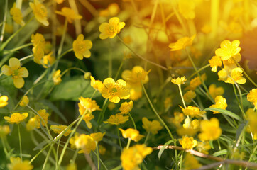 Herbaceous plant model species of the genus Ranunculus of the family Ranunculaceae.