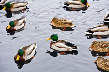 Mallard ducks in the water in winter