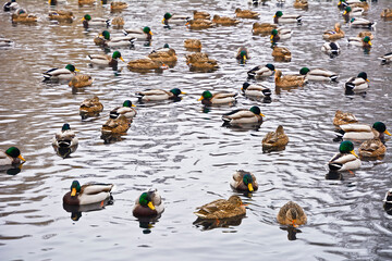 Mallard ducks in the water in winter