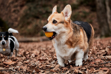 Charming little English shepherd dog with protruding ears on walk. Pembroke tricolor Welsh corgi walks in woods in yellow dry autumn leaves and nibbles on yellow rubber dog ball.