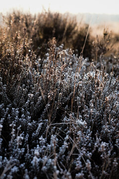 Frozen Heather