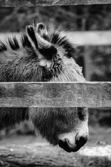 black and white donkey