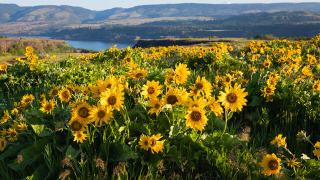 Yellow Balsamroot at Rowena Crest overlooking the Columbia River in Oregon during spring