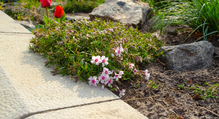 Creeping moss phlox subulata flowering small plant, beautiful flowers carpet of mountain phlox flowers in bloom, ground covering perennials with purple white petas on garden background
