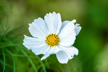 Fototapeta premium cosmos flower in the garden