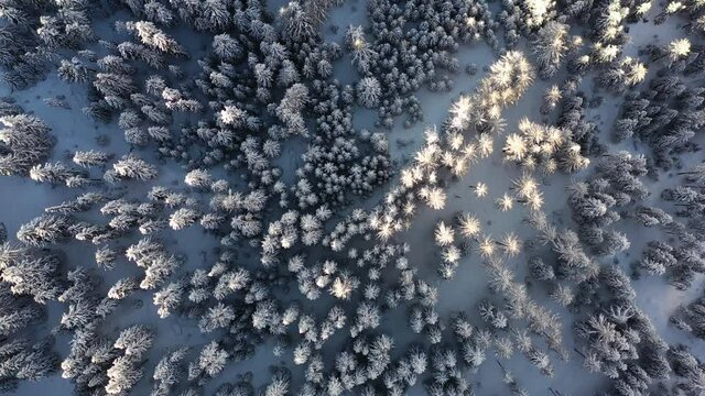 Schneebedeckte Tannen werden von Drohne überflogen