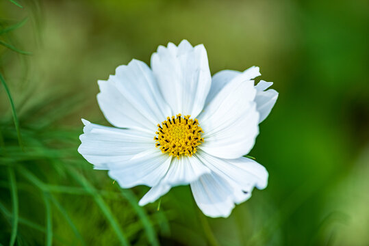 cosmos flower in the garden