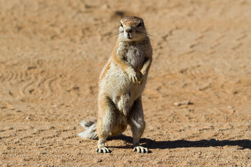 Cute and curious squirrel in the desert of Namibia