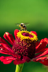red zinnia in the garden