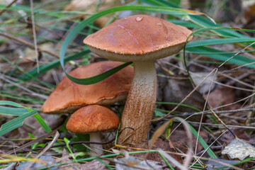 Cute penny bun mushroom is growing in the grass. The beautiful small brown cap of a cep is in the focus. It is vegetarian diet food. The mushroom grows in Ukrainian Carpathian Mountains in the forest.