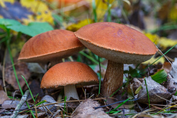 Cute penny bun mushroom is growing in the grass. The beautiful small brown cap of a cep is in the focus. It is vegetarian diet food. The mushroom grows in Ukrainian Carpathian Mountains in the forest.