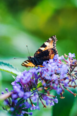 butterfly on the blue Buddleja davidii