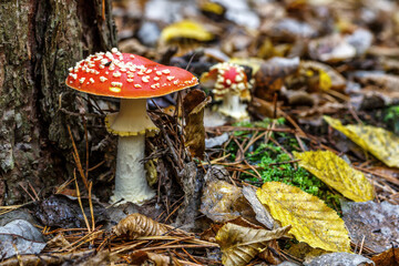 Red fly agaric against the background of the forest. Toxic and hallucinogen mushroom Fly Agaric in grass on autumn forest background.Amanita muscaria. Inspirational natural fall landscape