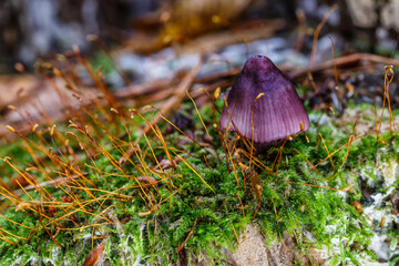  A mushroom in autumn - verdigris agaric.purple mushroom is a medium-sized green, slimy woodland mushroom, found on lawns, mulch and woodland from spring to autumn.