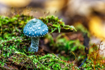 Stropharia aeruginosa, commonly known as the verdigris agaric, Blue mushroom.is a medium-sized green, slimy woodland mushroom, found on lawns, mulch and woodland from spring to autumn.