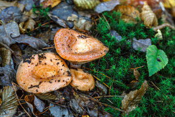 Saffron milk cap (Lactarius deliciosus) mushroom. aka red pine mushrooms aka Lactarius deliciosus in a grass., delicious edible mushrooms on a mos in natural habitat, spruce forest, early autumn shot
