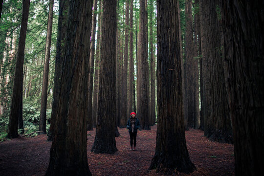 Trees can speak