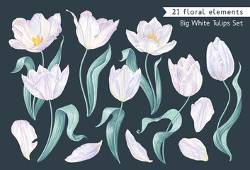 Big set of spring flowers, white vector tulips, highly detailed plants, flowers, leaves, stems and petals in gentle, light shades isolated on dark background. Clip art elements for your design.