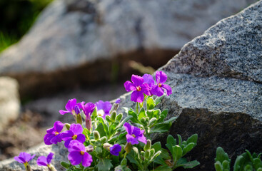 Flowers of violets close up sprouting between rocky underground on hard grey stones. Blossoms flowering between rocks. Stone background