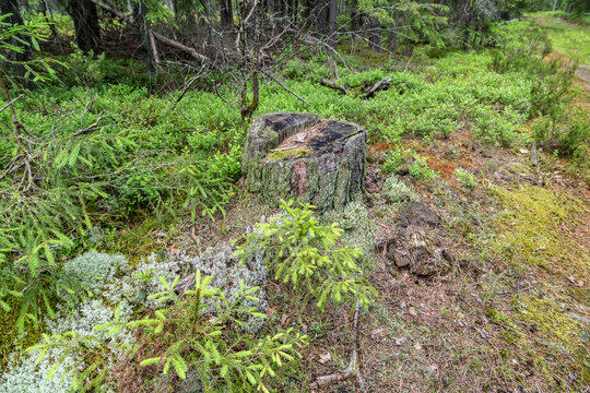 stump, stub Pine green trees forest nature landscape
