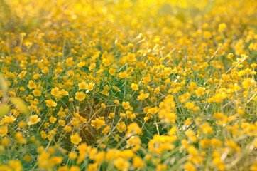 Herbaceous plant model species of the genus Ranunculus of the family Ranunculaceae.