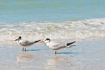 side view, close distance of a royal tern standing on a sandy, tropical shoreline, facing the wind, on a sunny morning, on gulf of Mexico