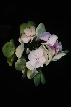Shady close up of Hydrangea libelle flowers on the plant