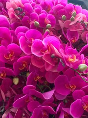 Fototapeta premium Close up of purple flowering orchids.copy space 