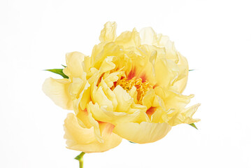 fresh peony on the white background © Maksim Shebeko